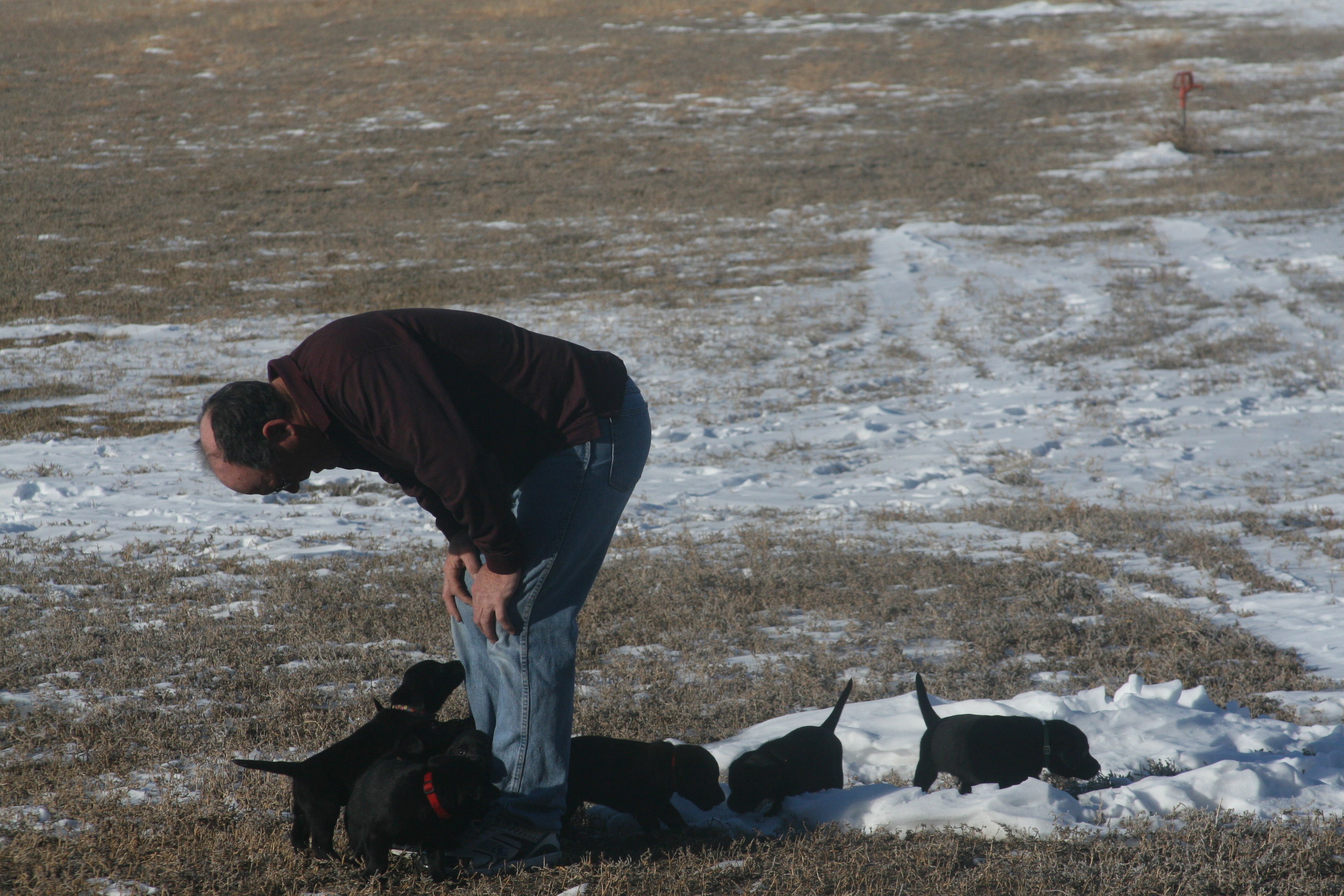 puppies outside