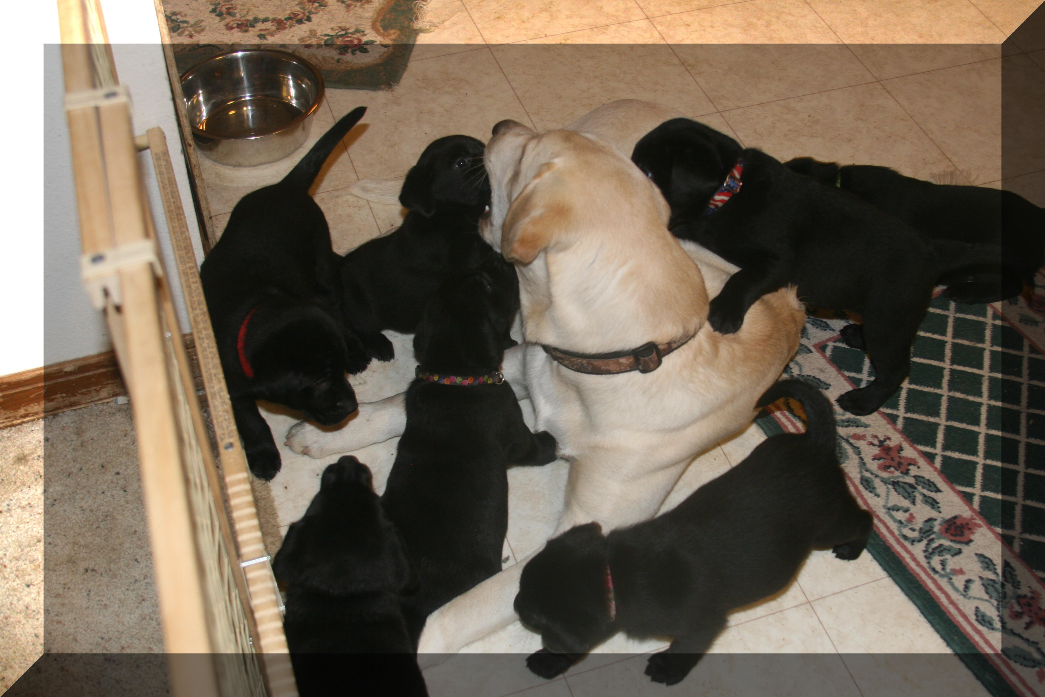 Nanny Blaze