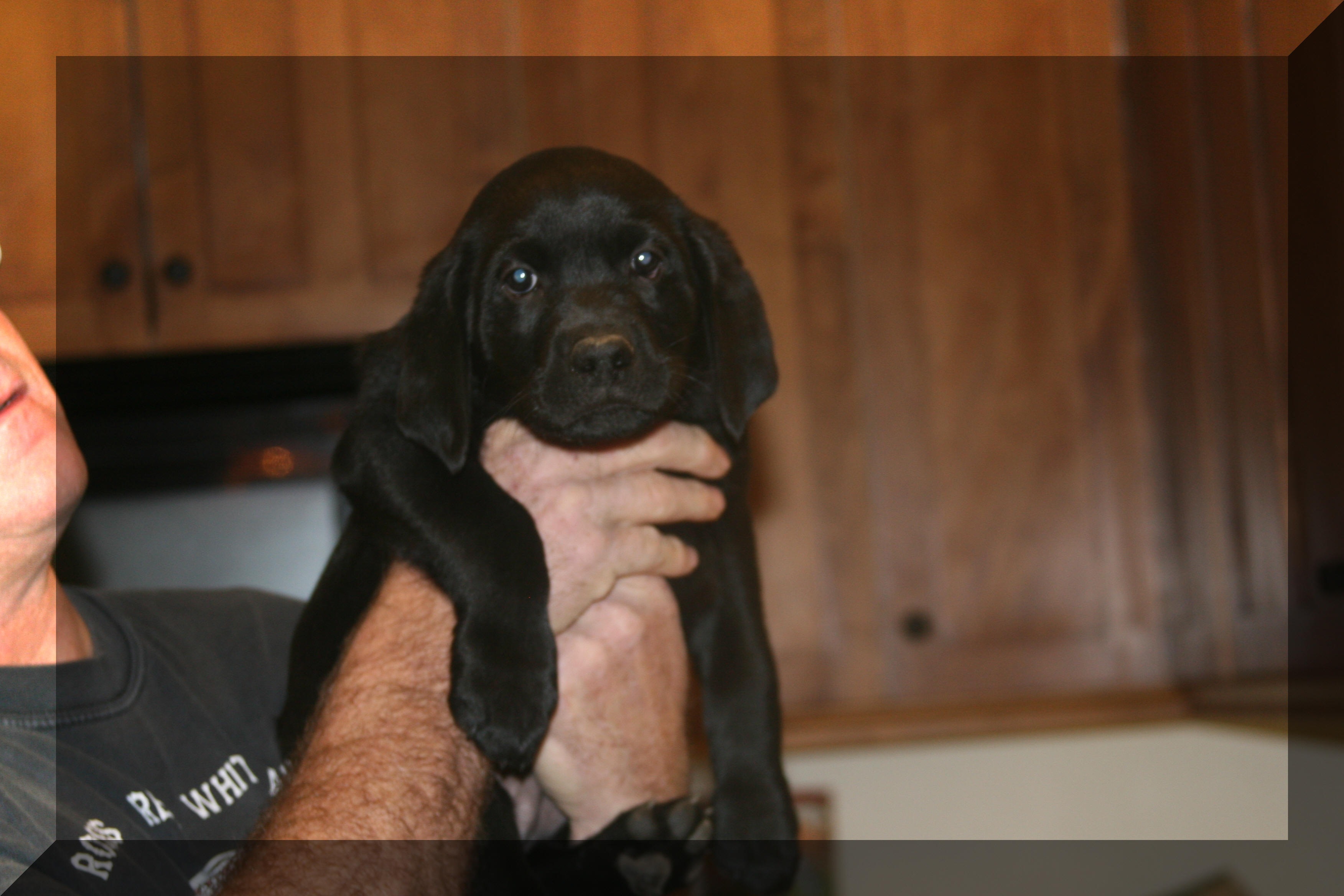 Satin puppy