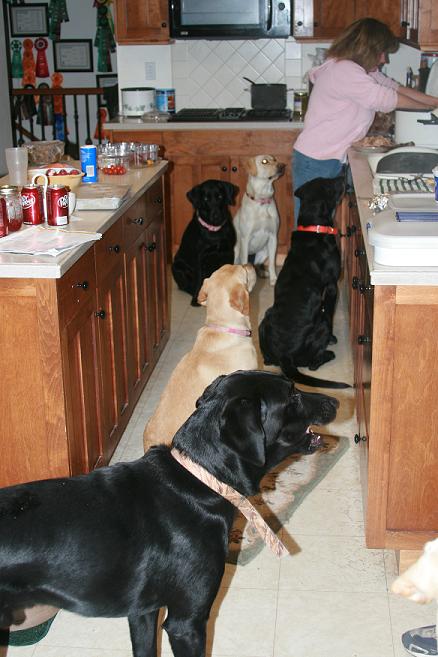 waiting for turkey