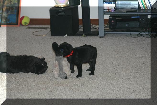 Allie and Blackie