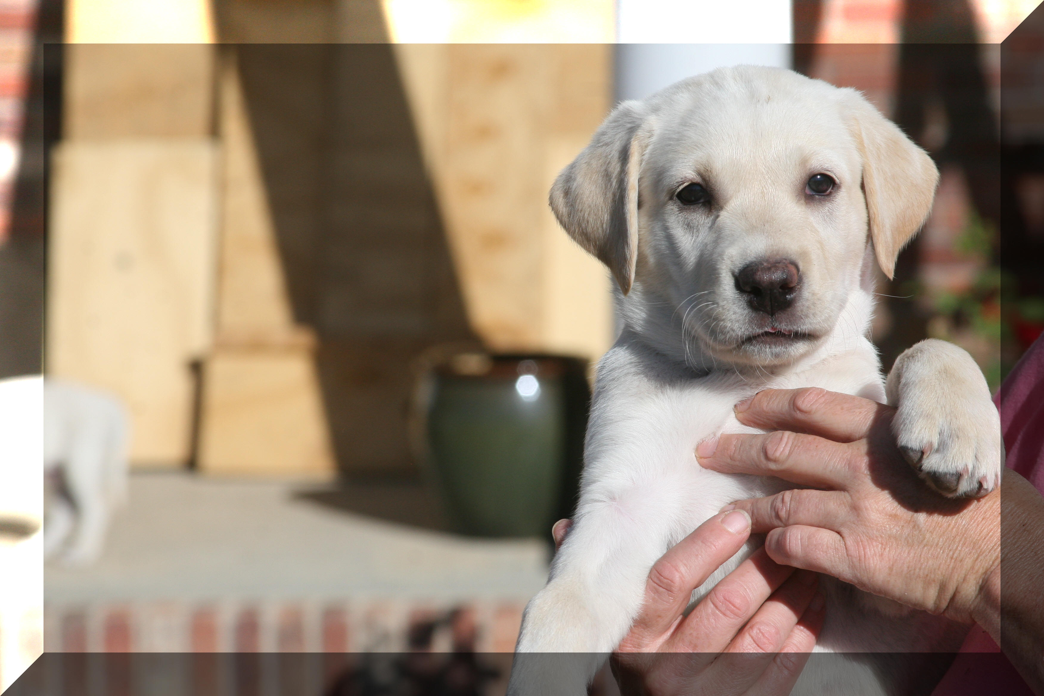 chelsea/bear puppy