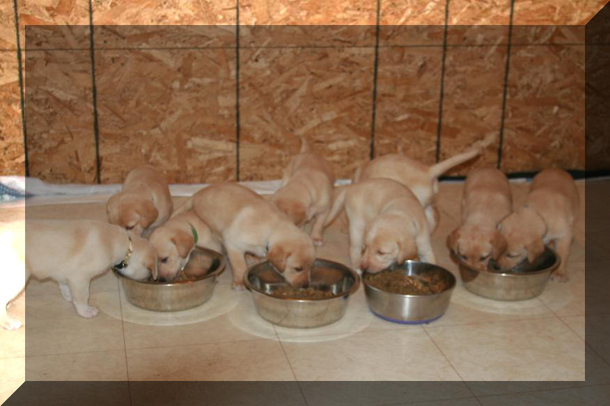 eating puppies